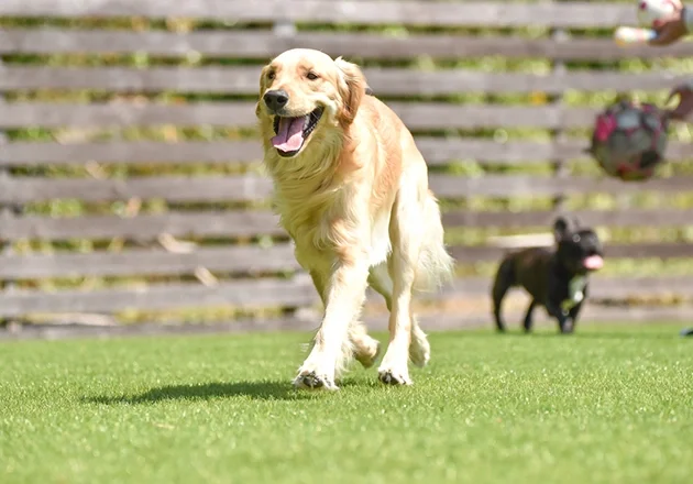 Durable Pet Artificial Grass In McKinney