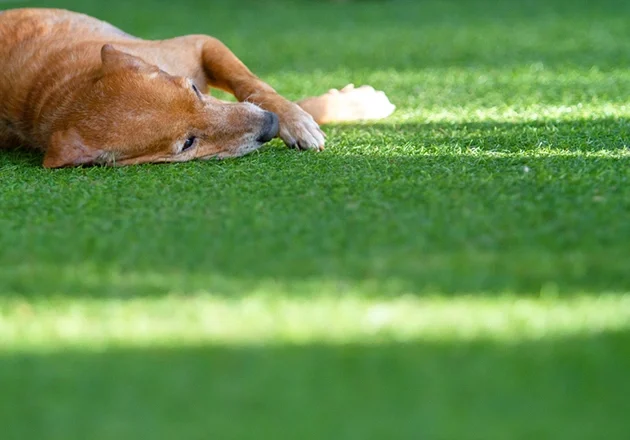 Is Artificial Grass Safe for Dogs and Other Animals?