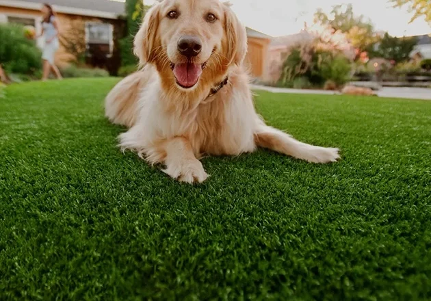 Local Pet Turf Solutions