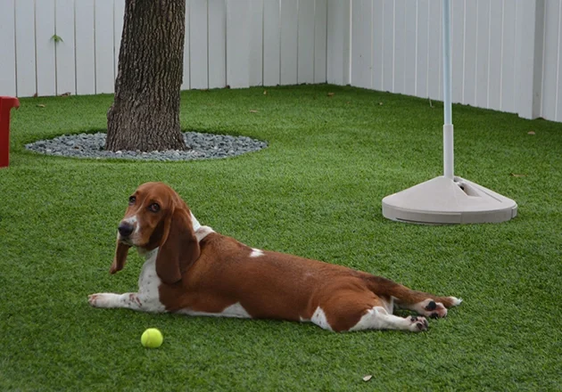 Premium Pet-Friendly Turf Installation