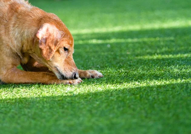 Professional Synthetic Pet Turf in Plano